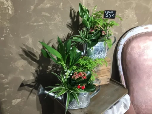 Vente de plante Fréjus Vente de plante Fréjus