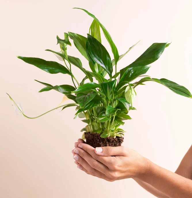 Plante verte Fréjus