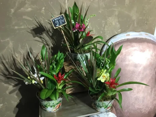 Vente plante Fréjus Vente plante Fréjus