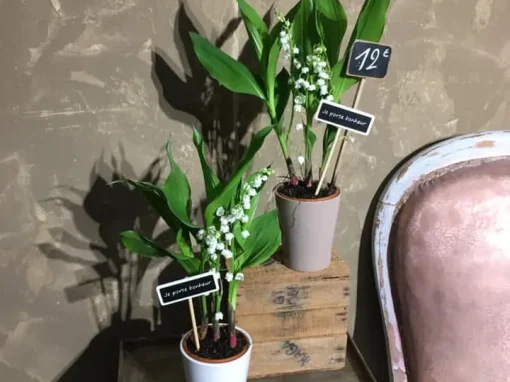 Vente de plantes Fréjus Vente de plantes Fréjus